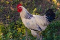 A white rooster stands on a background of green grass, White cock, poultry farm. Side view on black background. Close up. Profile