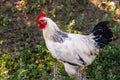 A white rooster stands on a background of green grass, White cock, poultry farm. Side view on black background. Close up. Profile