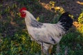 A white rooster stands on a background of green grass, White cock, poultry farm. Side view on black background. Close up. Profile Royalty Free Stock Photo