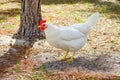 A white or rooster Royalty Free Stock Photo