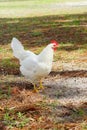 A white or rooster Royalty Free Stock Photo