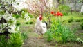 White cock. Rooster is free to graze in the garden