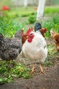 White cock. Rooster grazes freely among the flowers close-up