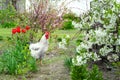 White cock. Rooster grazes freely in the garden