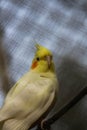 White cockatiel bird in a cage on a tree branch.