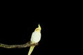 White cockatiel with yellow crest and orange cheecks on perch