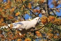 White cockatoo