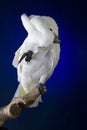 White Cockatoo Royalty Free Stock Photo