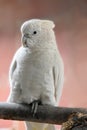 White cockatoo in aviary in zoo