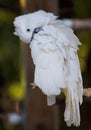 White cockatoo bends head to clean