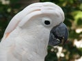 White Cockatoo Bird Crunching on a Black Seed Pod