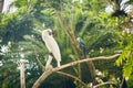 White cockatoo and blue parrots Scarlet Macaw