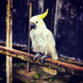 The white cockatoo Cacatua alba