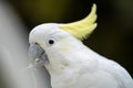 White cockatoo and corella perched in a gum tree in outback Australia. Native Australian birds in a tree in a national park in Royalty Free Stock Photo