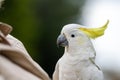 White cockatoo and corella perched in a gum tree in outback Australia. Native Australian birds in a tree in a national park in Royalty Free Stock Photo