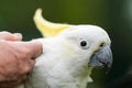 White cockatoo and corella perched in a gum tree in outback Australia. Native Australian birds in a tree in a national park in Royalty Free Stock Photo