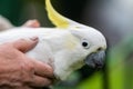 White cockatoo and corella perched in a gum tree in outback Australia. Native Australian birds in a tree in a national park in Royalty Free Stock Photo