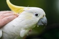 White cockatoo and corella perched in a gum tree in outback Australia. Native Australian birds in a tree in a national park in Royalty Free Stock Photo