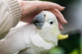 White cockatoo and corella perched in a gum tree in outback Australia. Native Australian birds in a tree in a national park in Royalty Free Stock Photo