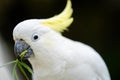 White cockatoo and corella perched in a gum tree in outback Australia. Native Australian birds in a tree in a national park in Royalty Free Stock Photo