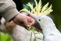 White cockatoo and corella perched in a gum tree in outback Australia. Native Australian birds in a tree in a national park in Royalty Free Stock Photo