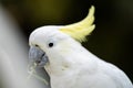 White cockatoo and corella perched in a gum tree in outback Australia. Native Australian birds in a tree in a national park in Royalty Free Stock Photo