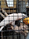 White Cockatoo Eating Papaya Inside a Cage Royalty Free Stock Photo