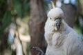 White cockatoo face close up