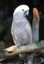 White cockatoo Royalty Free Stock Photo