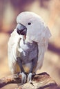 White cockatoo Royalty Free Stock Photo