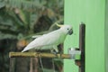 The white cockatoo with its eye-catching yellow crest is very stylish