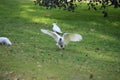 White Cockatoo Royalty Free Stock Photo