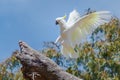 A White Cockatoo Landing On A Tree