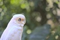 White cockatoo looking sideways of the camera