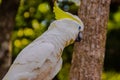 White Cockatoo at the open zoo Royalty Free Stock Photo