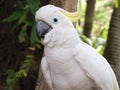 White cockatoo parrot Royalty Free Stock Photo