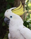 White cockatoo parrot Royalty Free Stock Photo