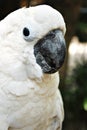 White Cockatoo Parrot Royalty Free Stock Photo