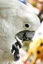 White Cockatoo Parrot Royalty Free Stock Photo