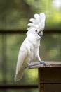 White Cockatoo Parrot Royalty Free Stock Photo