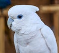 White Cockatoo parrot bird Royalty Free Stock Photo