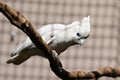 White Cockatoo parrot on a branch Royalty Free Stock Photo