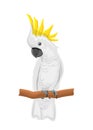 White Cockatoo Parrot On Branch, Exotic Bird with Crest Isolated Royalty Free Stock Photo