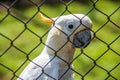 White cockatoo parrot in a cage. Royalty Free Stock Photo