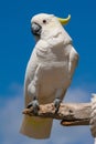 White Cockatoo parrot seating on the wooden branch. Royalty Free Stock Photo