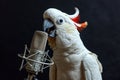 White cockatoo parrot is singing song in microphone on karaoke stage at the club. Parrot singer isolated on black Royalty Free Stock Photo