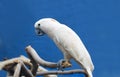 White cockatoo.