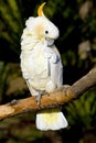 White cockatoo preening