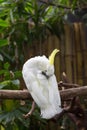 White Cockatoo Preening Royalty Free Stock Photo