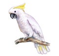 White cockatoo sitting on a branch isolated on white background. A white parrot with a yellow tuft. Watercolor Royalty Free Stock Photo